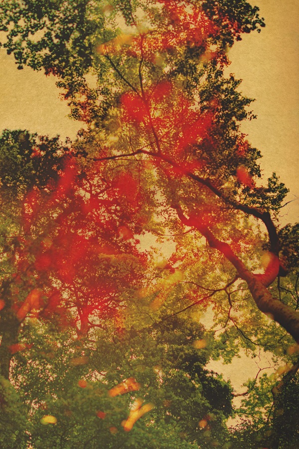 Fotolibro Escuchando a los árboles de los fotógrafos Albarrán Cabrera