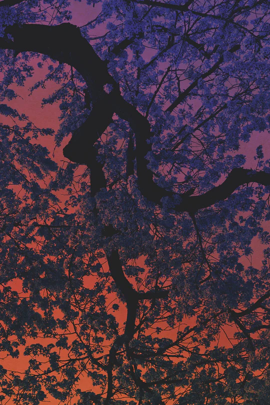 Fotolibro Escuchando a los árboles de los fotógrafos Albarrán Cabrera